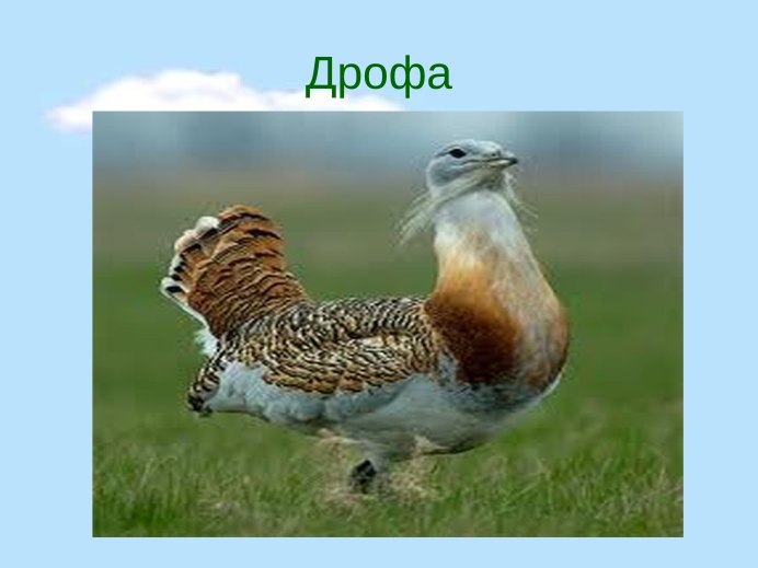 Дрофа Урал
