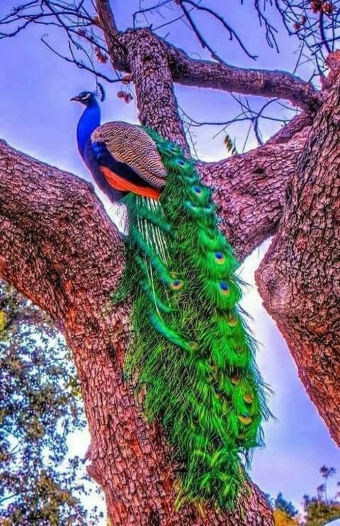 Павлиний фазан (Polyplectron bicalcaratum)