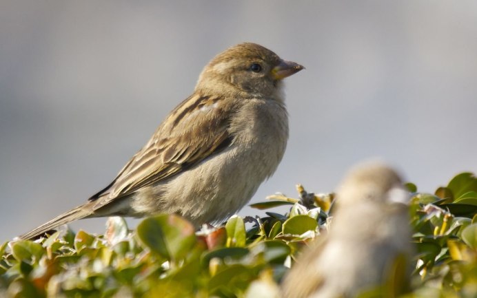 Птица Yellow Rumped Warbler