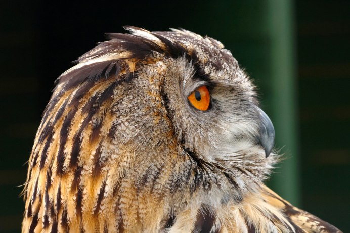 Виргинский Филин (Bubo virginianus)