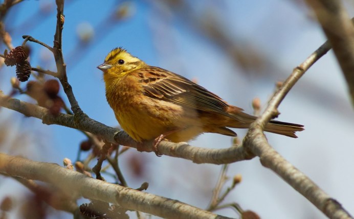 Emberiza citrinella