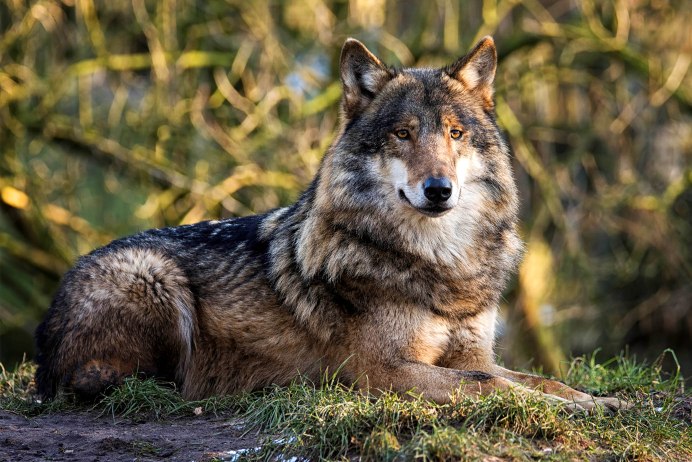 Canis Lupus Lupus