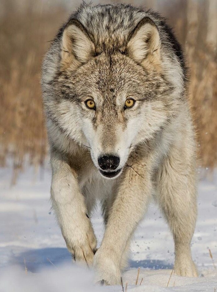 Волк обыкновенный (canis Lupus)