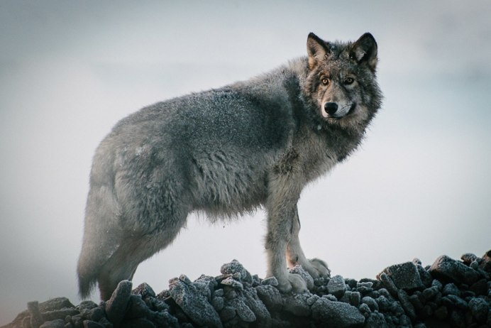 Волк canis Lupus