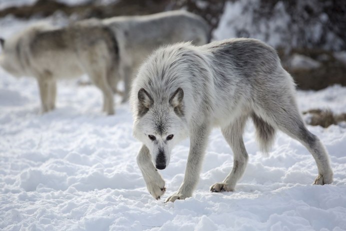Волк canis Lupus морда
