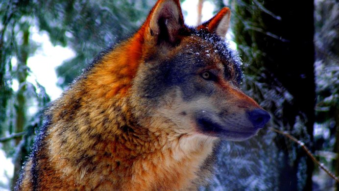 Canis Lupus alces