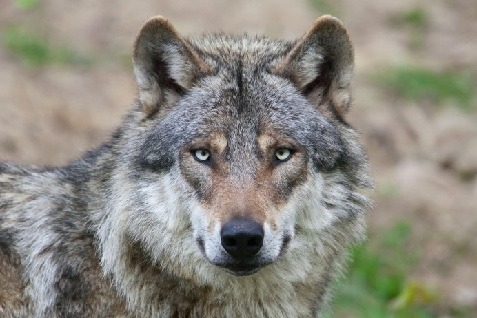 Волк canis Lupus