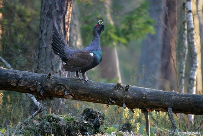 Курообразные Глухарь