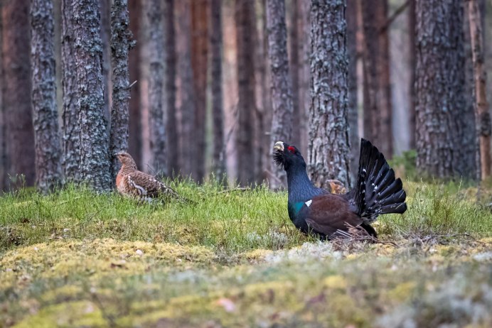 Тетерев межняк