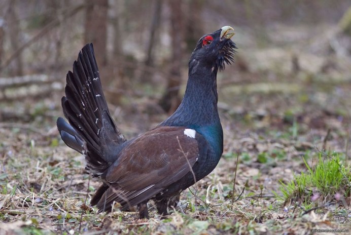 Глухарь птица ареал