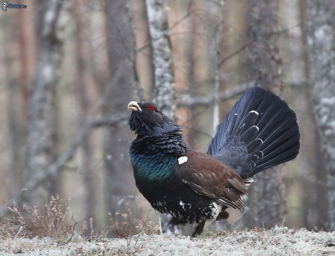 Глухарь Ильменский заповедниками России