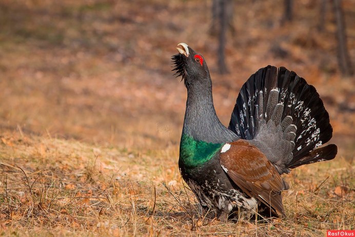 Тетерев фазан и Глухарь Глухарь