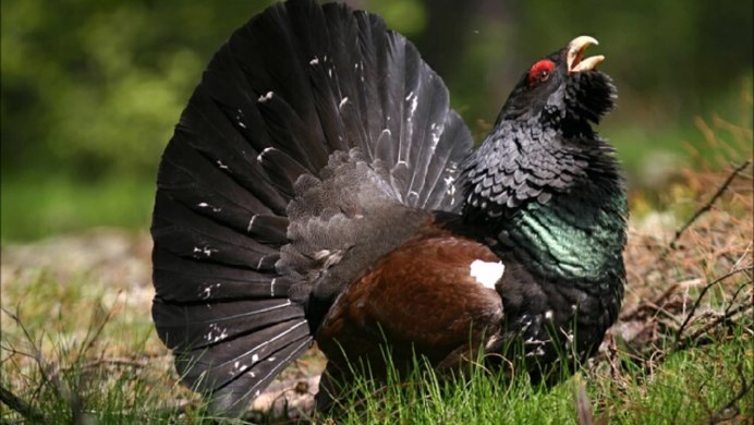 Токующий Глухарь