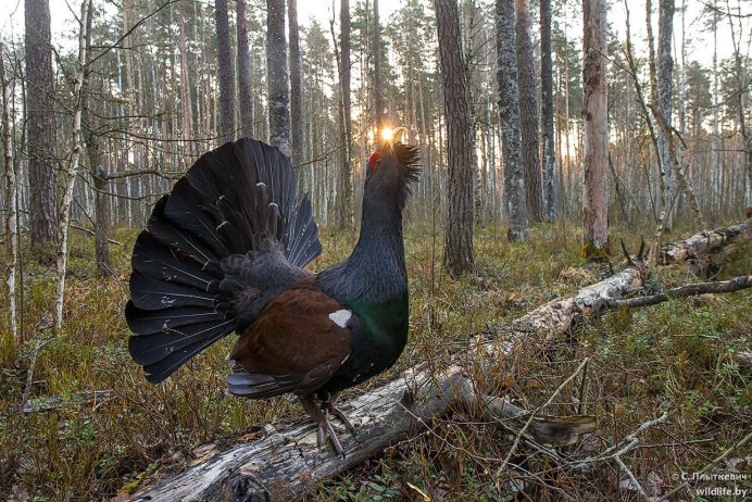 Глухарь (Tetrao urogallus)