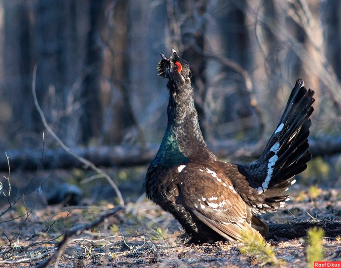 Tetrao urogallus Major
