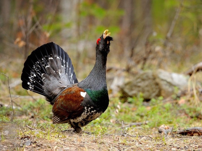 Глухарь - Capercaillie