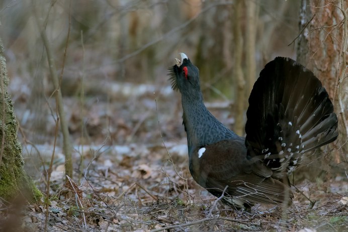 Животные красный Чикой Глухарь