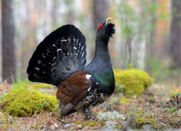 Глухарь (Tetrao urogallus)