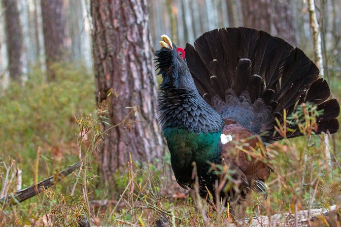 Представители тайги Глухарь