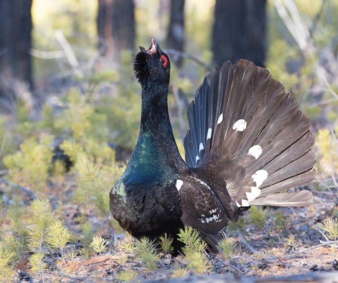 Глухарь Нижегородской области