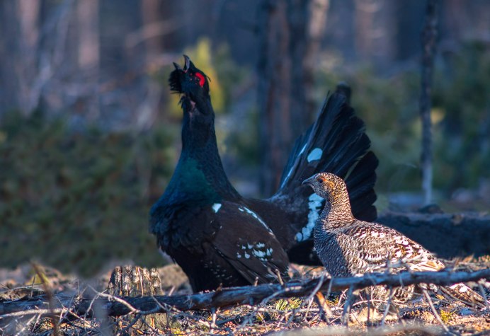 Тайга Глухарь рябчик