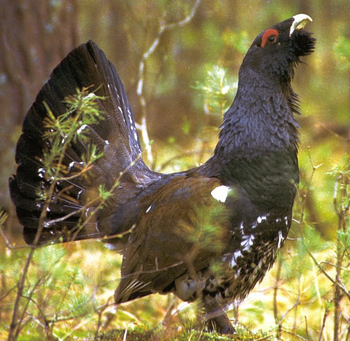 Глухарь птица самка и самец