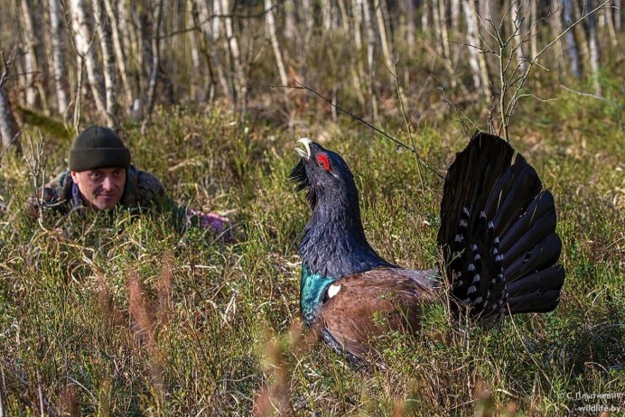Белобрюхий Глухарь
