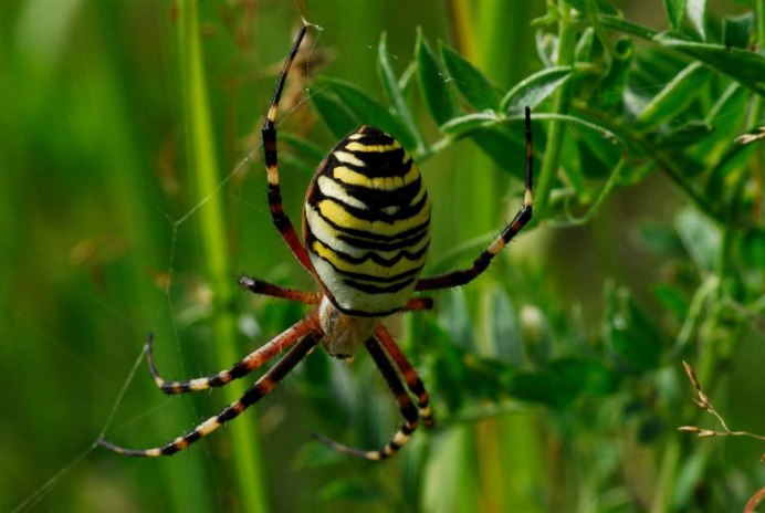 Аргиопа Брюнниха (Argiope bruennichi)