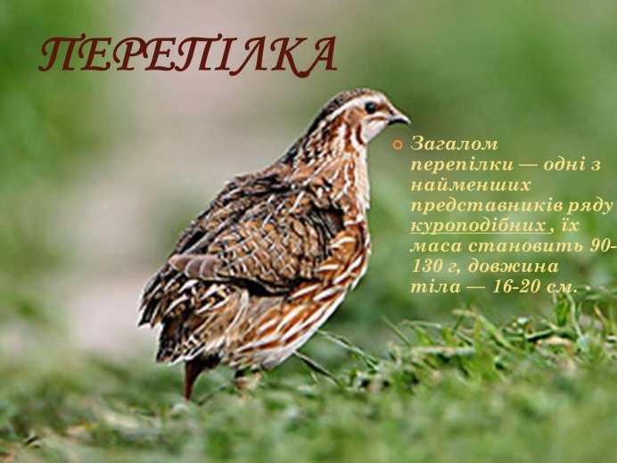 Птица Перепелка яйца