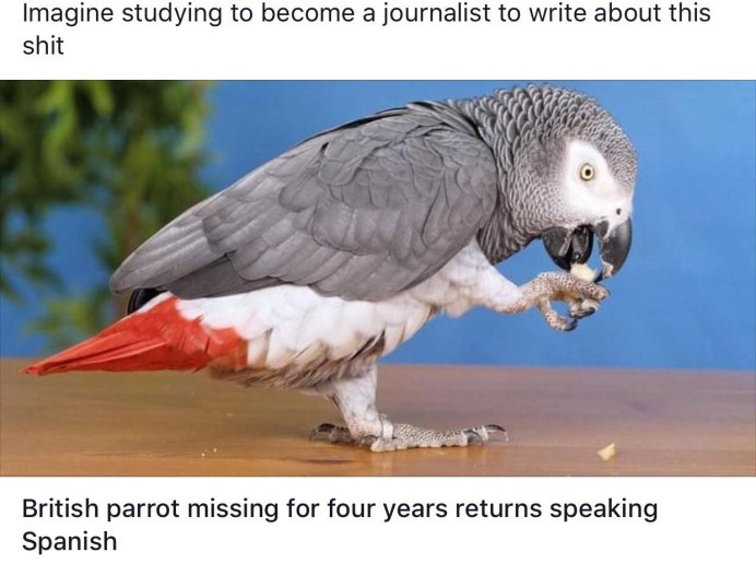 Попугай жако домашний