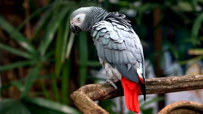 British Parrot missing for four years Returns speaking Spanish