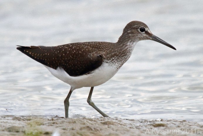 Бекас Кулик птица