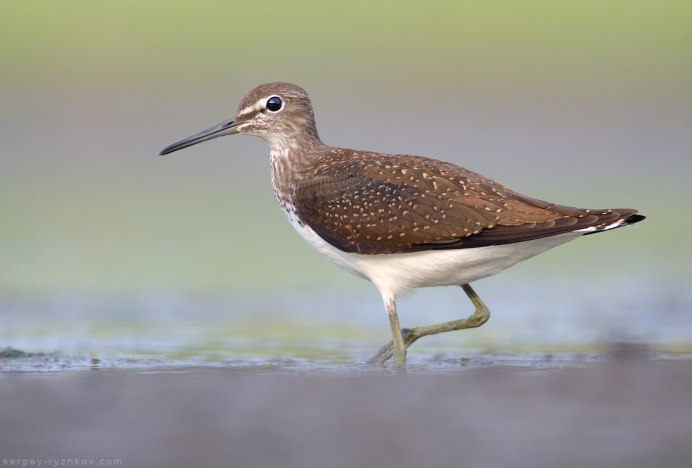 Птица с коричневым хвостом