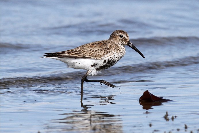 Птица с загнутым клювом