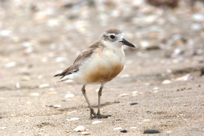 Killdeer Bird