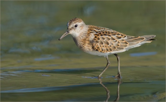 Горихвостка-Чернушка (Phoenicurus ochruros)