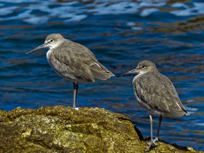 Морской Кулик птица