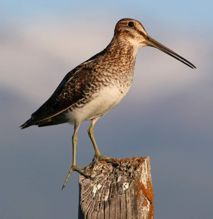 Кулик Бекас (Gallinago Gallinago)