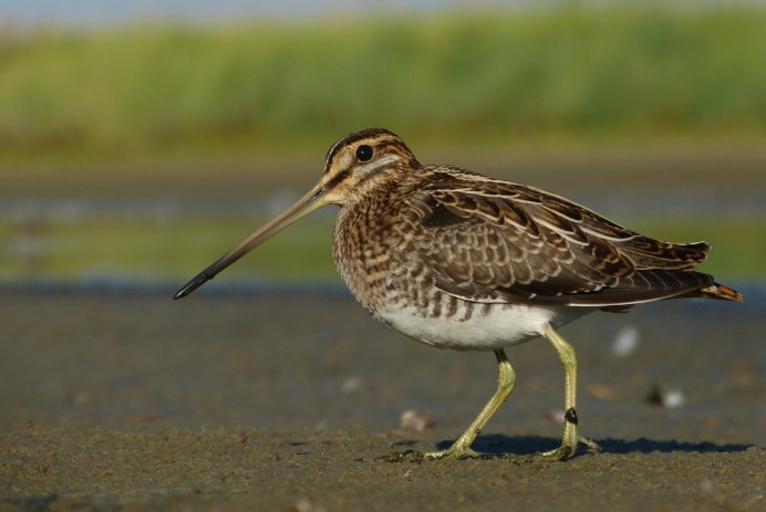 Кулик Бекас (Gallinago Gallinago)