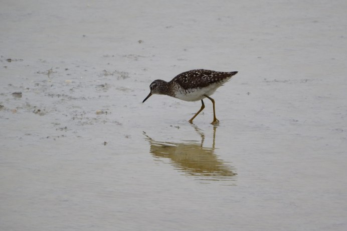 Маленькая коричневая птица с длинным клювом