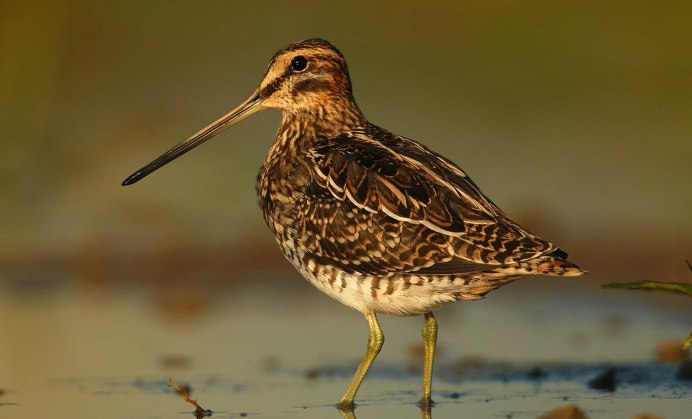 Бекас Кулик птица