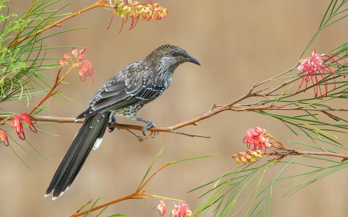 Маскированный сорокопут (Lanius nubicus)
