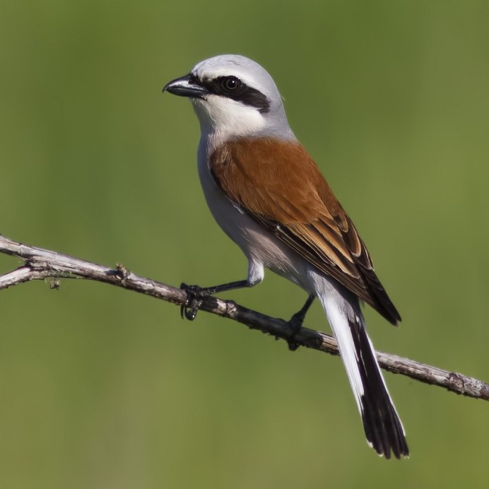 Серый сорокопут Lanius excubitor (Linnaeus, 1758)