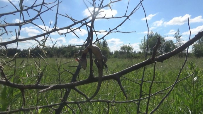 Сорокопут жулан