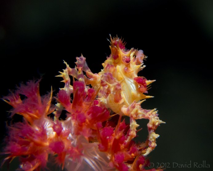 Ролл Карамельный