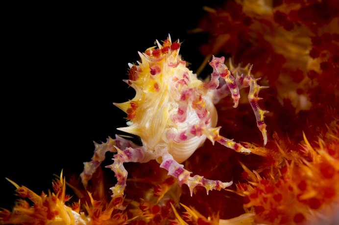 Конфетный краб