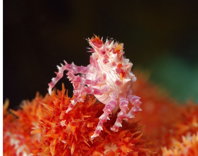 Карамельный краб фото