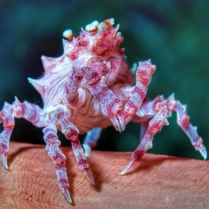 Конфетный краб