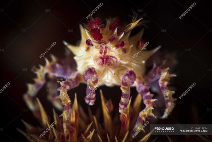 Глобал краб