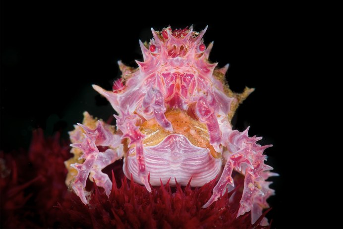 Леденцовый краб